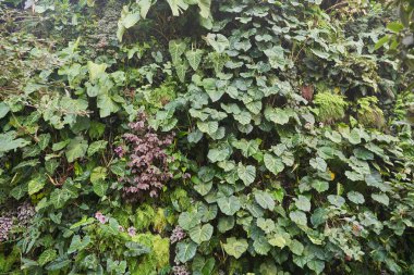 Bulut ormanı günü. Bahçelerdeki güzel yeşil bitkiler. Yeşil doğal güzellik. 