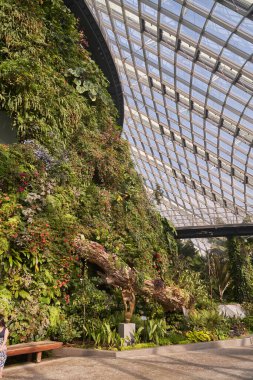 Singapur, 22 / 01 / 19. Singapur Körfezi yakınlarındaki Bahçeler 'deki Bulut Ormanı Konservatuarı' nın etrafında yürüyüş platformlarıyla serin, nemli yeşil bir dağ, sis zamanı..