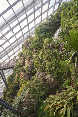 Körfez kenarındaki bulut ormanı yeşil ev bahçelerinin eşsiz manzarası. Mistik hava ve yeşil bitkiler. 