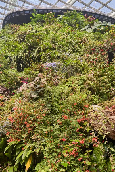 งคโปร 2020 สวนร สวนธรรมชาต องในอ าวมาร ยวท สวยงามและดอกไม บโต — ภาพถ่ายสต็อก