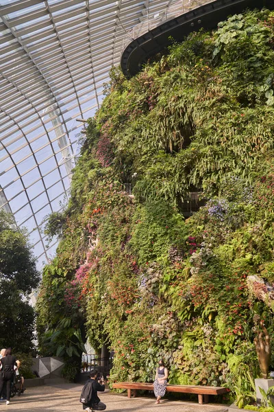 Bulut Ormanında Güzel Bitkiler Çiçekler Singapur — Stok fotoğraf