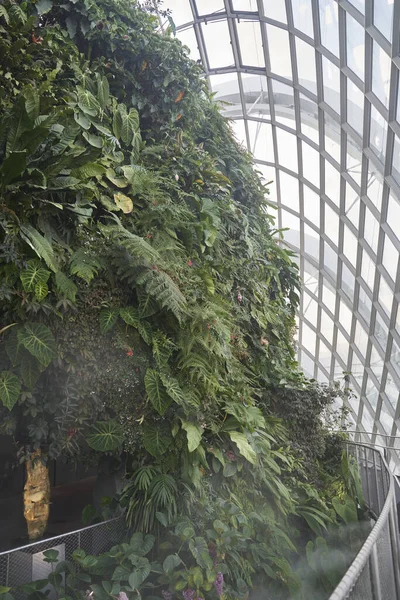 Şarki Aralık 2020 Bulut Ormanı Kubbesi Eğreltiotu Bitki Örtüsüyle Kaplı — Stok fotoğraf