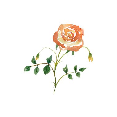Şirin ve basit turuncu çizim yapraklı gül. Suluboya çizimi. Bu el çizimi resmi kart, poster, ev dekorasyonu, ambalaj kağıdı, giysi ve kumaş, aksesuar, kırtasiye için kullanın.