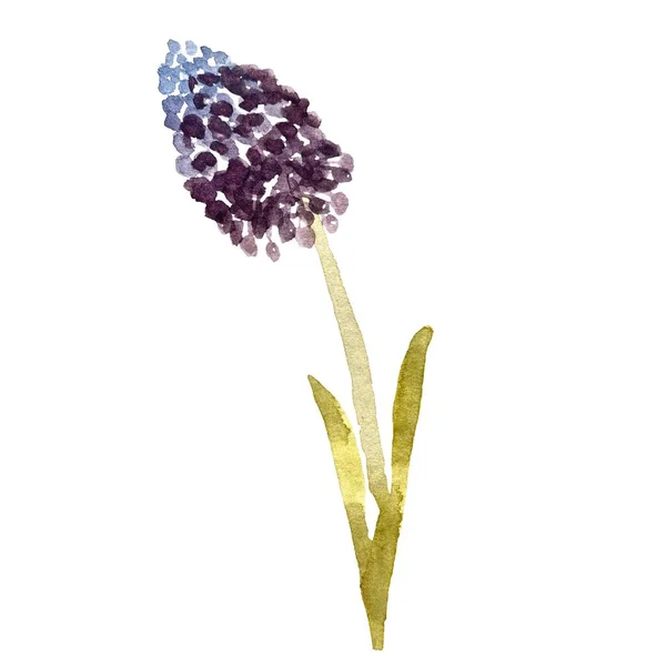 Roztomilý Modrý Fialový Hyacinth Akvarel Ilustrace Použijte Tento Vysoce Kvalitní — Stock fotografie