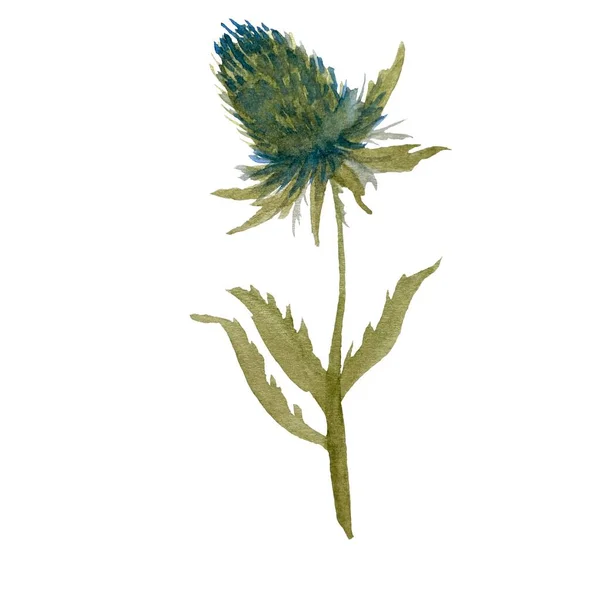 Modro Zelený Bodlákový Akvarel Ilustrace Použijte Tento Vysoce Kvalitní Ručně — Stock fotografie