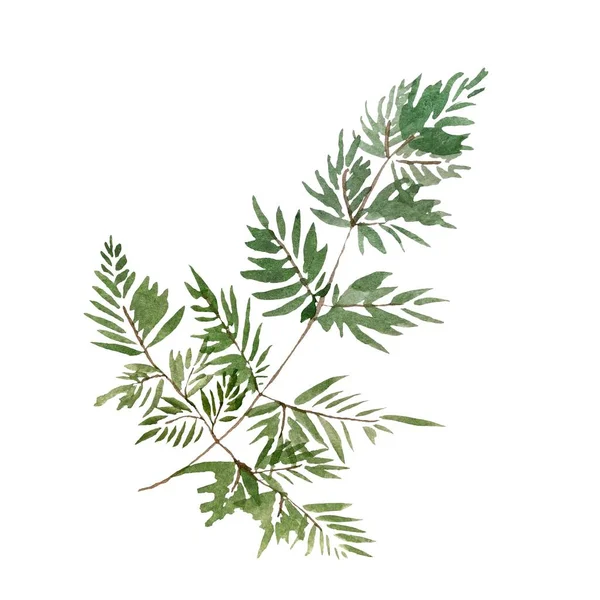 Yeşil Dal Yaprakları Güzel Bir Suluboya Çizimi Tasarım Dekorasyonu Kumaşlar — Stok fotoğraf