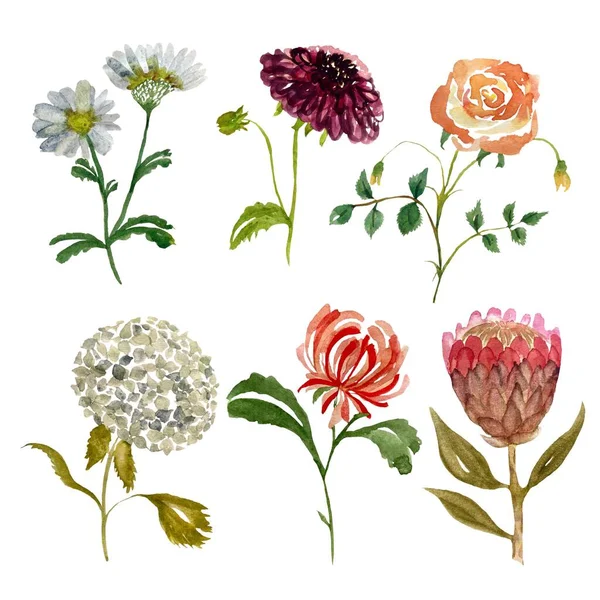 Chryzantéma Růže Protea Hortenzie Dahlia Sedmikráska Akvarel Ilustrace Ručně Kreslené — Stock fotografie