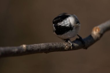 A black-capped chickadee on a branch. Poecile atricapillus
