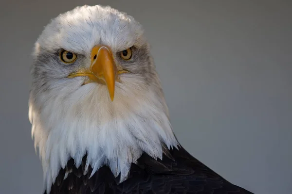 Trained Bald Eagle Portrait Haliaeetus Leucocephalus — Stockfoto