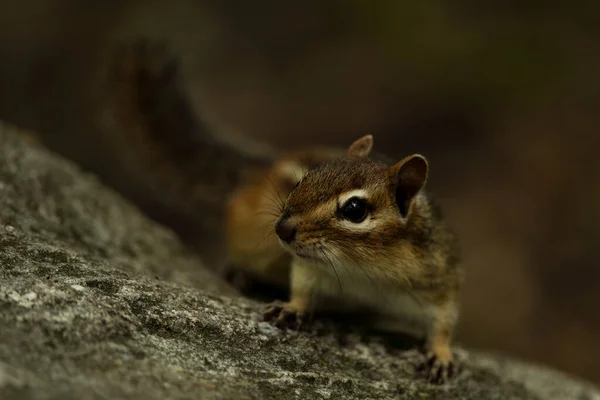 Eastern Chipmunk Searches Area Food — Stock Fotó