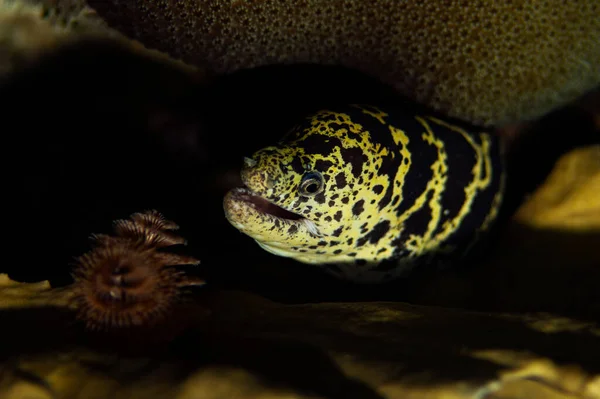Chain Moray Eel Echidna Catenata Pokes Its Held Out Its — 스톡 사진
