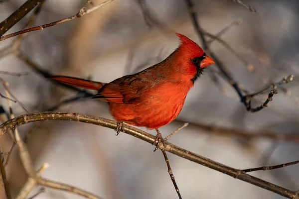 Male Northern Cardinal Perched Branch Cardinalis Cardinalis —  Fotos de Stock