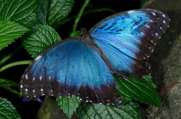 Egy Közönséges Kék Morfó Pillangó Nymphalidae Családból Más Néven Bagoly — Stock Fotó