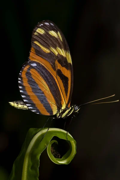 Μακρο Φωτογραφία Ενός Tiger Longwing Πεταλούδα — Φωτογραφία Αρχείου