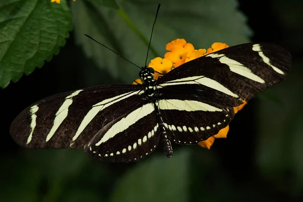 Zebra Longwing Heliconius Charitonia Butterfly Family Nymphalidae — Stock Photo, Image