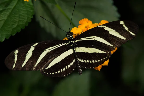 Zebra Longwing Heliconius Charitonia Nymphalidae Család Pillangója — Stock Fotó