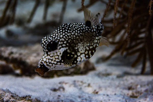 Hollanda Bonaire Resifte Gezinen Yumuşak Bir Sandık Balığı Rhinesomus Triqueter — Stok fotoğraf