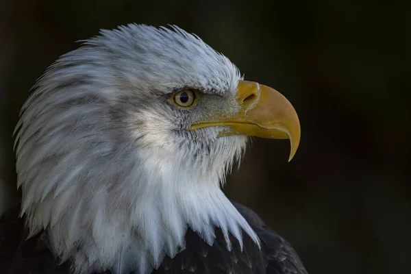 Trained Bald Eagle Portrait Haliaeetus Leucocephalus — Stock Photo, Image