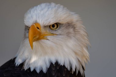 A trained bald eagle portrait, Haliaeetus leucocephalus.