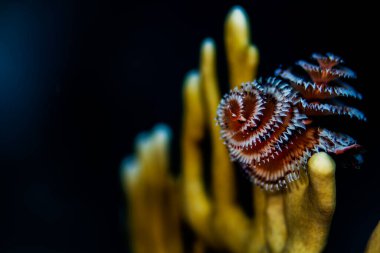 Hollanda Bonaire 'deki mercanlarda Noel Ağacı Solucanları. Bilimsel adı Spirobranchus giganteus.. 