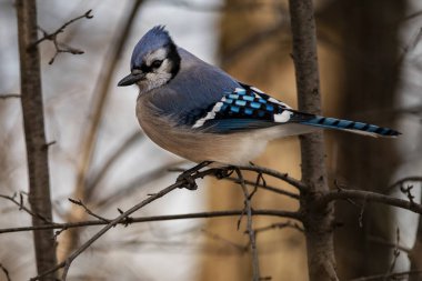 Yiyecek arayan bir Mavi Jay. Siyanocitta cristata