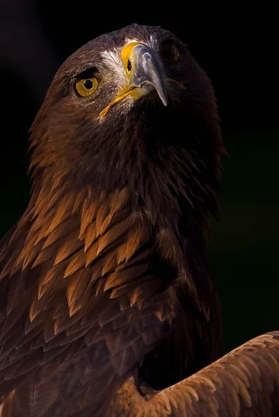 Foto Uma Águia Dourada Europeia Aquila Chrysaetos Uma Ave Rapina — Fotografia de Stock