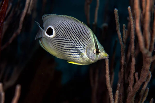 Foureye Butterflyfish Chaetodon Capistratus Reef Bonaire Netherlands — Stock Photo, Image