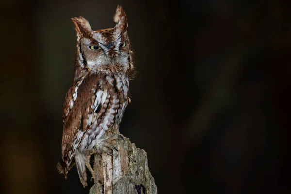 Young Trained Eastern Screech Owl Red Morph Perched Tree Scientific — Stock Photo, Image