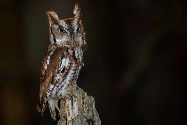 Jovem Treinado Eastern Screech Coruja Morph Vermelho Empoleirado Uma Árvore — Fotografia de Stock