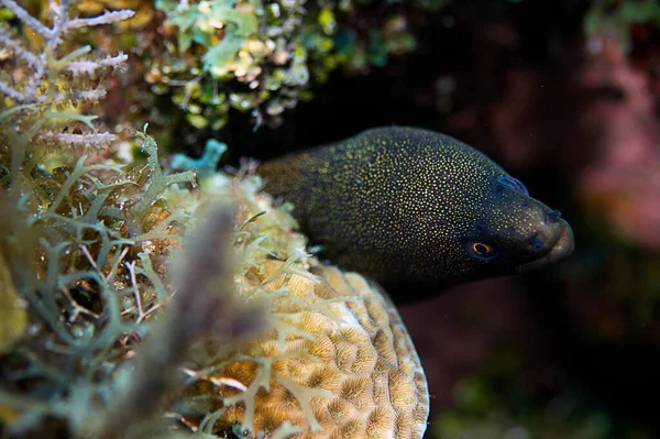 온두라스 로탄의 야생에서 뱀장어 마리가 발견되었다 뱀장어에는 황금빛 뱀장어와 얼룩무늬 — 스톡 사진