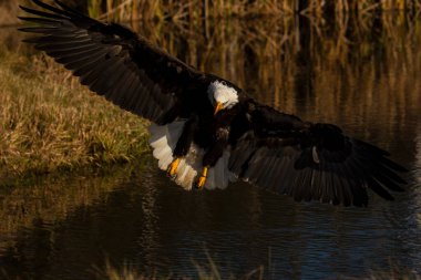 A trained bald eagle in flight, Haliaeetus leucocephalus.