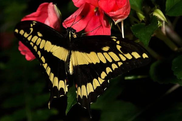 Una Mariposa Cola Golondrina Papilo Thoas Familia Papilonidae —  Fotos de Stock