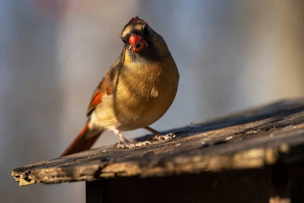 Una Mujer Cardenal Del Norte Comedor Cardinalis Cardinalis —  Fotos de Stock