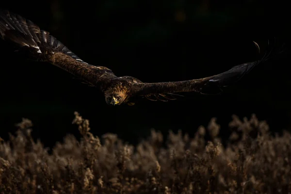 Photo Trained European Golden Eagle Flight Aquila Chrysaetos Chrysaetos — Stock Photo, Image