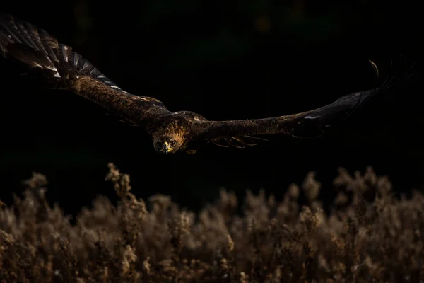 Foto Uma Águia Dourada Europeia Treinada Voo Aquila Chrysaetos Chrysaetos — Fotografia de Stock