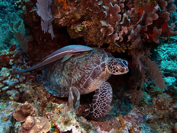 Yeşil bir deniz kaplumbağası Roatan, Honduras 'taki resiflerin arasında dinleniyor..