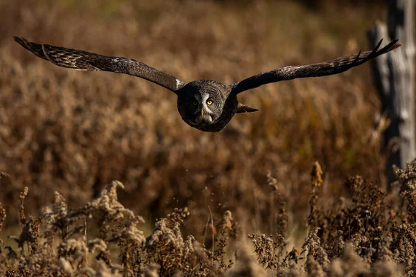 Photo Grand Hibou Gris Entraîné Vol Nébuleuse Strix — Photo