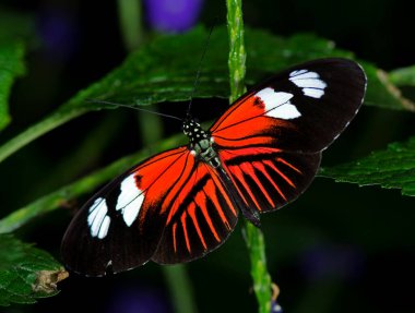 Doris Longwing Kelebeği 'nin fotoğrafı. Nymphalidae familyasından. Meksika' dan Amazon Havzası 'na kadar uzanıyor.. 