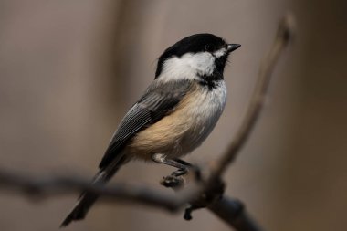 Ağaç dalında siyah başlıklı bir piliç. Poecile atricapillus