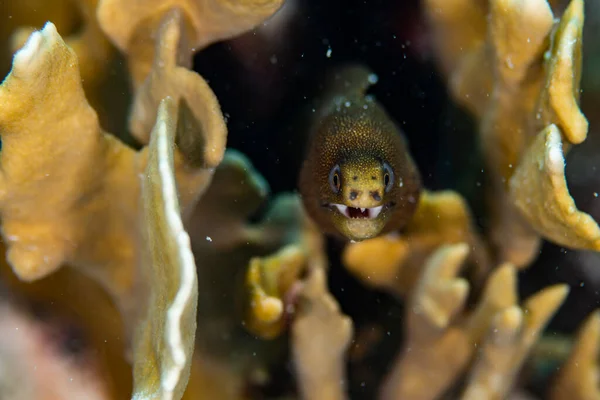 在荷兰的博内尔 一条小金尾鳗鱼在大堡礁上巡游 双侧胸腺 — 图库照片