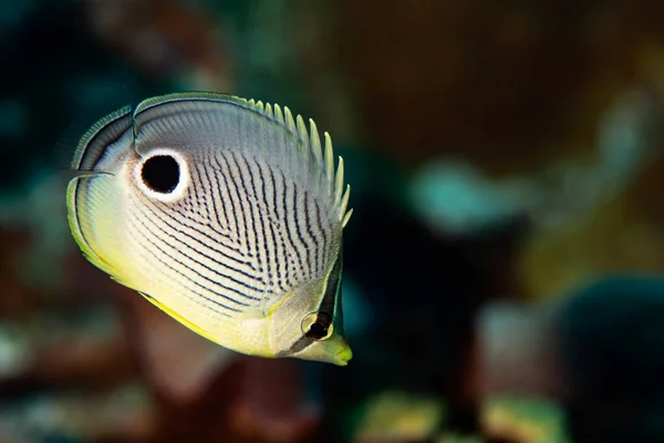 Bir dört kelebek balığı, Chaetodon capistratus, Bonaire, Hollanda 'daki resifte..