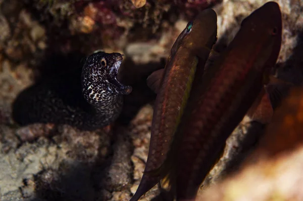 在荷兰的博内尔岛 一条斑点鳗鱼正在大刀阔斧地保卫它在礁石上的巢穴 — 图库照片