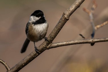 Siyah başlıklı bir piliç bir dala tünemişti. Poecile atricapillus
