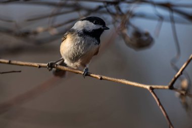 Vahşi doğada bir dala siyah bir tavuk tünemiş. Poecile atricapillus