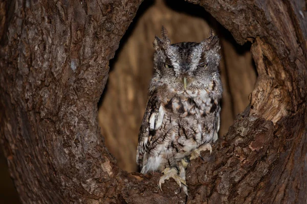 Jovem Treinado Eastern Screech Owl Morfo Marrom Empoleirado Uma Árvore — Fotografia de Stock