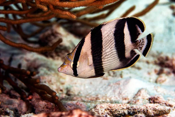 Banded Butterflyfish Exploring Reef Bonaire Netherlands Chaetodon Striatus — стокове фото