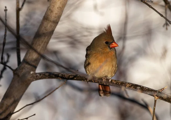 Una Cardenal Del Norte Posada Sobre Una Rama Cardinalis Cardinalis —  Fotos de Stock