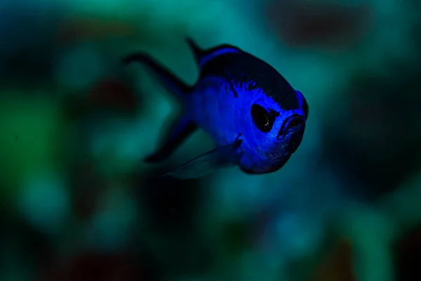 Blue Chromis Explorando Arrecife Bonaire Países Bajos Nombre Científico Chromis — Foto de Stock