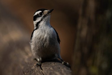 Çitin üzerine tünemiş bir ağaçkakan. Picoides ergenliği