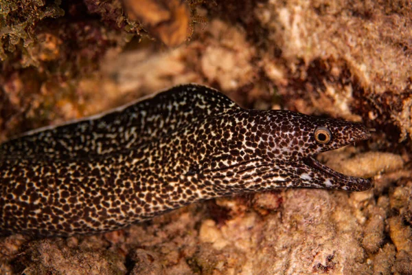 Spotted Moray Eel Hanging Out Reef Bonaire Netherlands — Fotografia de Stock
